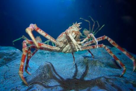 The Crabs ‎/ Sand And Sea ＋ ライブ・イン・ジャパン Baby Japanese giant spider crab crabs are growing fast